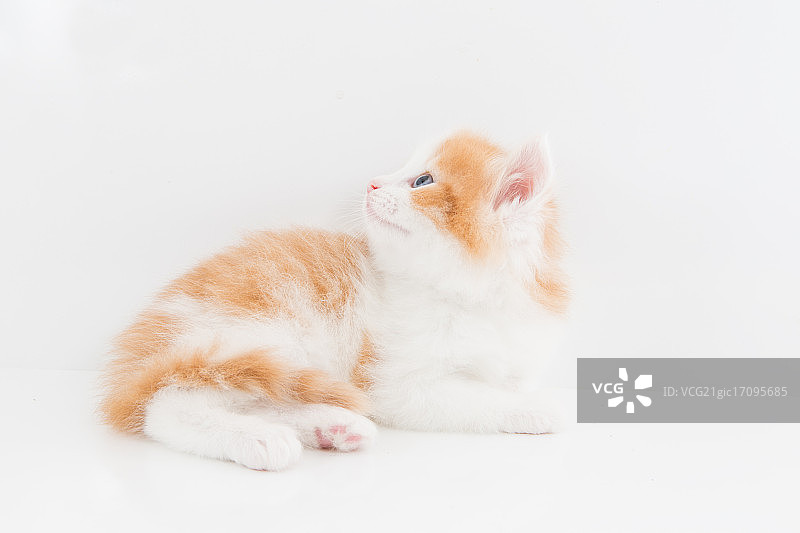 挪威森林猫图片素材