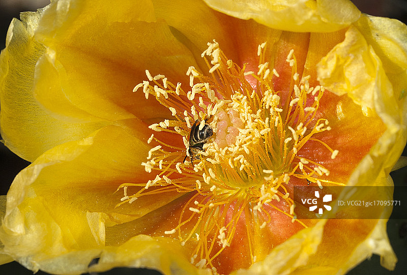 仙人掌果花图片素材