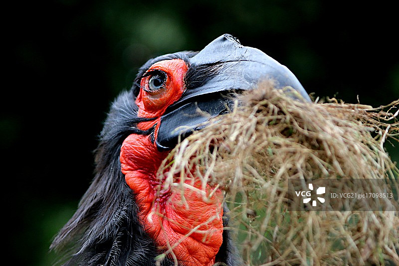 地犀鸟图片素材