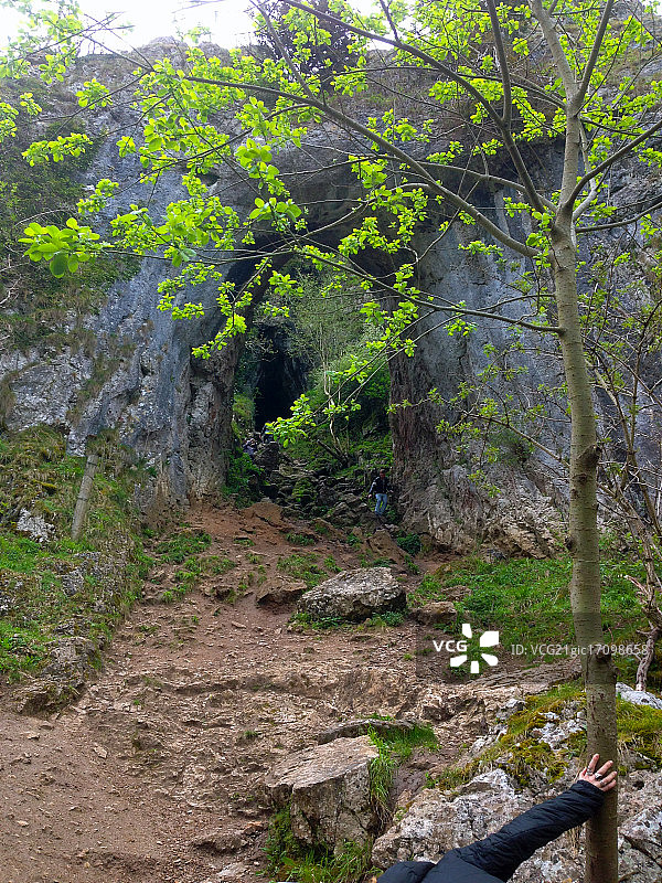 森林中的树木图片素材