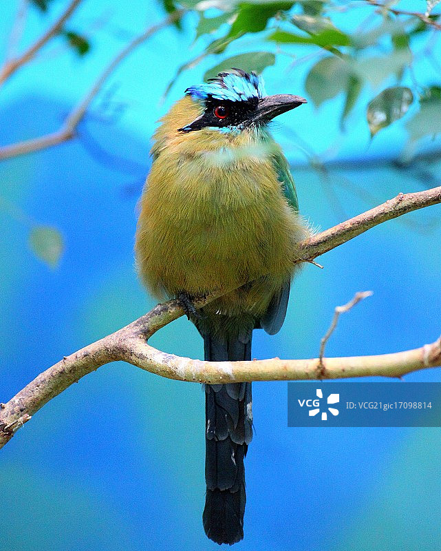 蓝冠Motmot鸟图片素材
