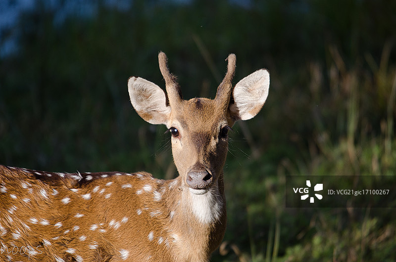 梅花鹿肖像图片素材