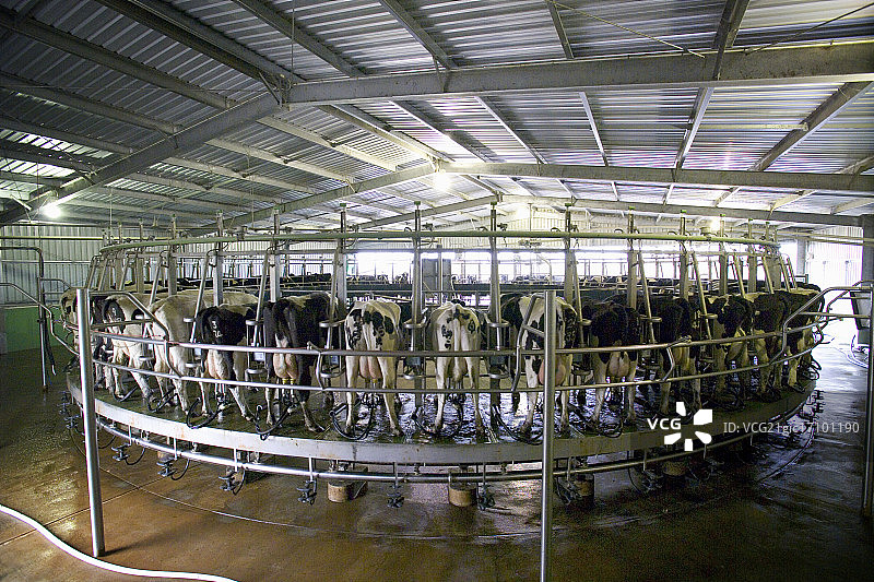 挤奶机中的奶牛图片素材