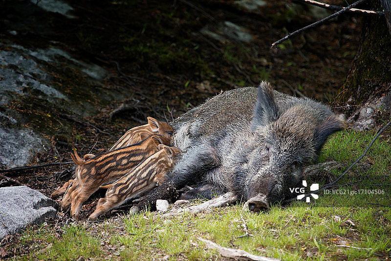 六个孩子的母亲图片素材