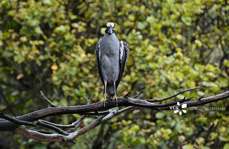 黄冠夜鹭图片素材