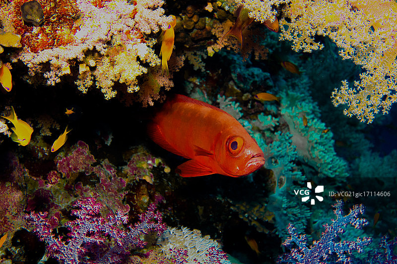 金眼鲷图片素材