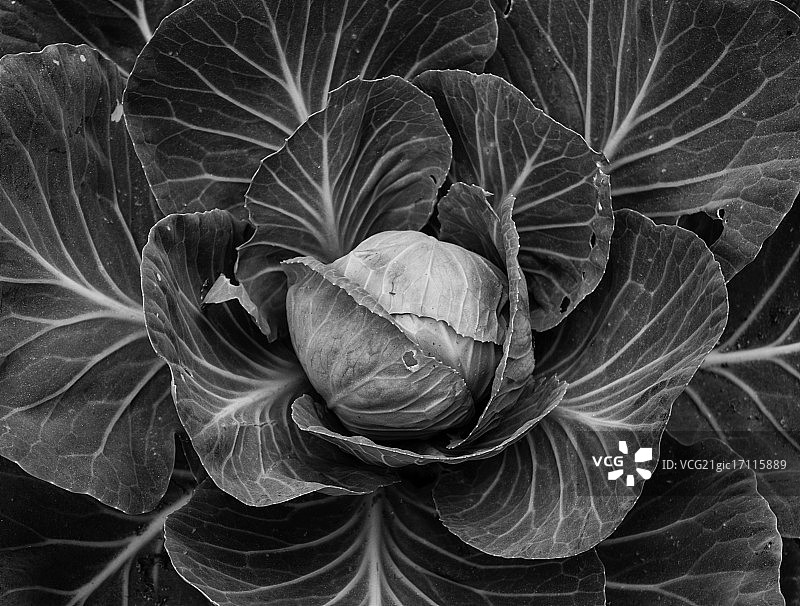 卷心菜图片素材