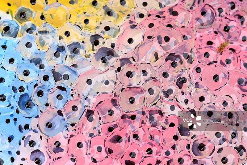 青蛙卵图片素材