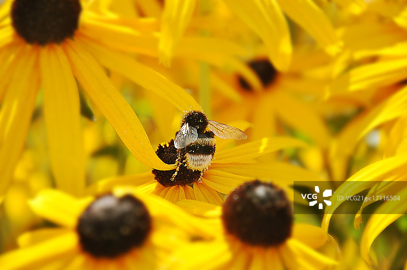 大黄蜂图片素材
