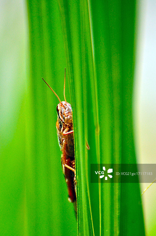 蚱蜢图片素材