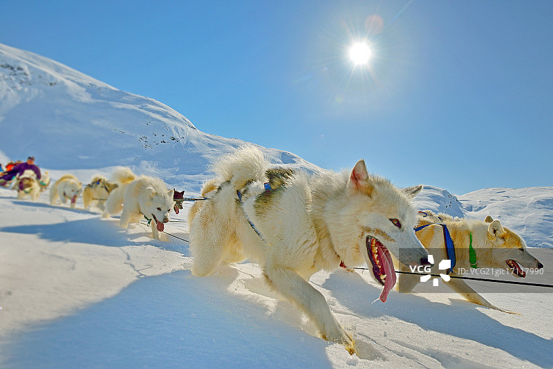 在格陵兰寒冷多雪的冬季狗拉雪橇之旅图片素材