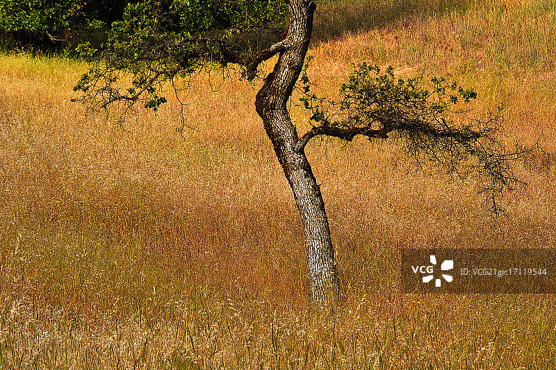 栎树的弯曲图片素材