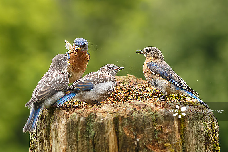 早餐时间图片素材
