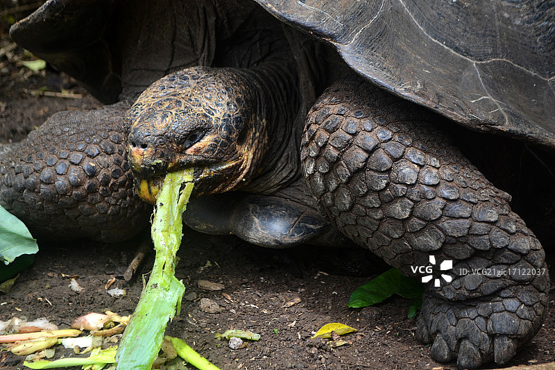 巨大的乌龟图片素材