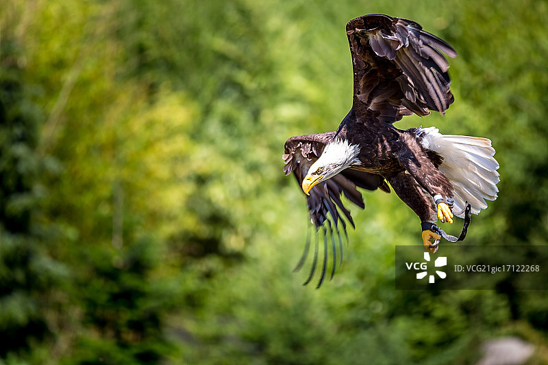 飞行中的秃鹰图片素材