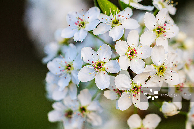 布拉德福梨树图片素材