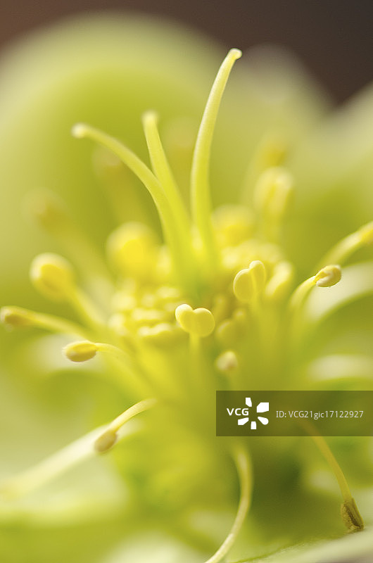 绿色铁筷子花特写图片素材