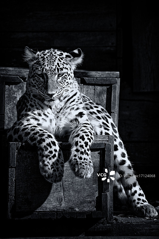 坐在暗室座位上的豹子肖像图片素材