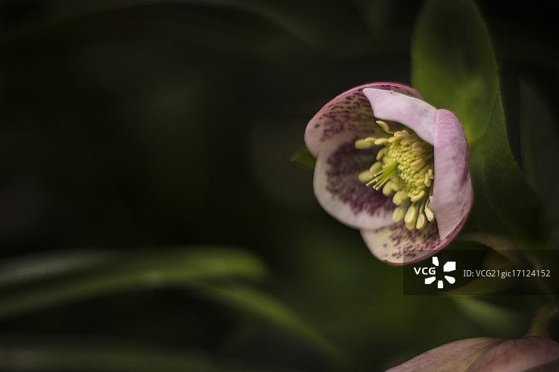 铁筷子花图片素材