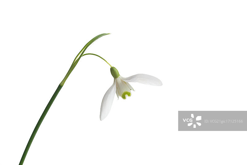 白色美人图片素材