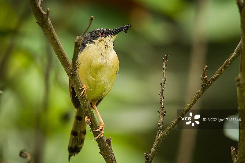 灰褐山鹪莺图片素材