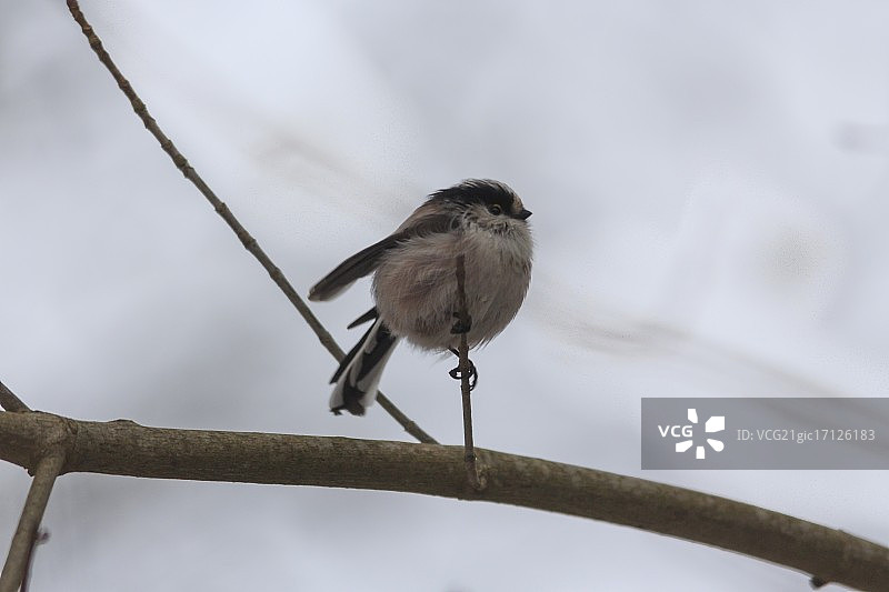 长尾山雀图片素材