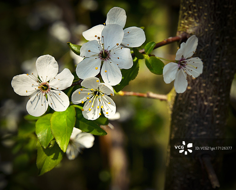 白色小花的春季树枝图片素材
