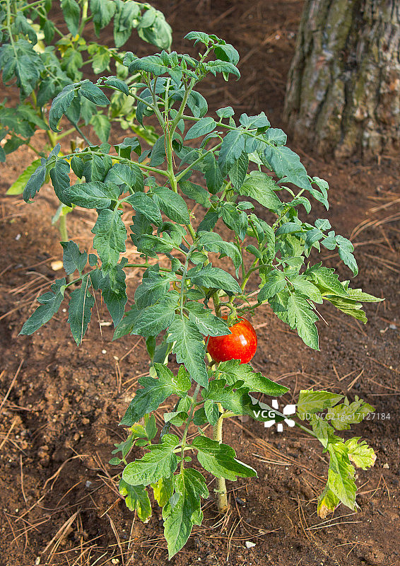 红色番茄植株垂直视图图片素材