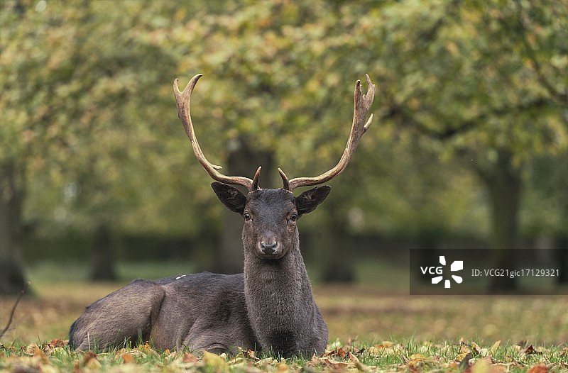 秋季英国田野里躺着的雄鹿图片素材