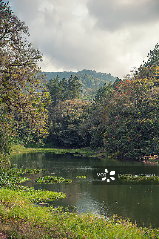 林中望天的湖光山色图片素材