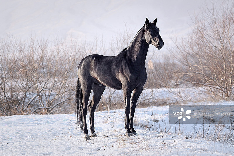 站在田野上的马 портрет图片素材
