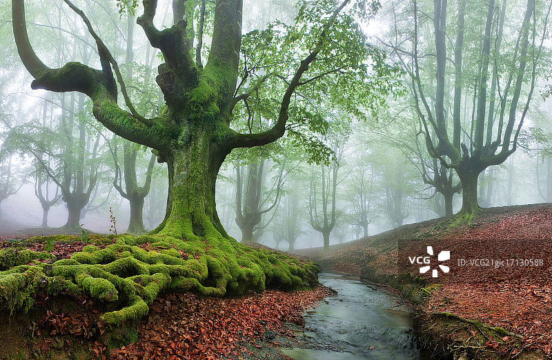 森林中的树木图片素材