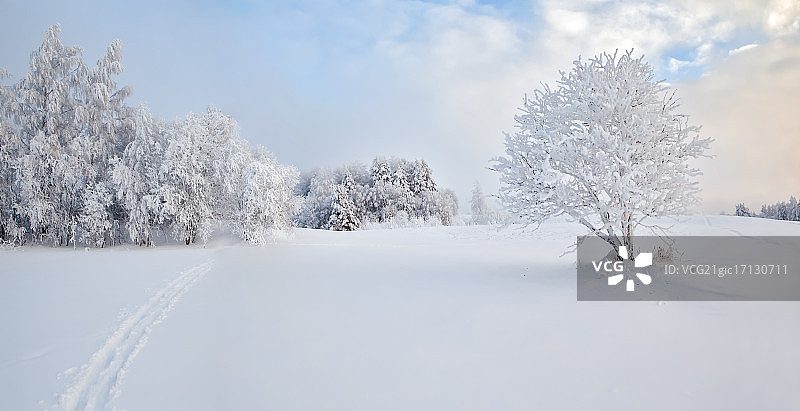 雪原上对着天空的树木图片素材