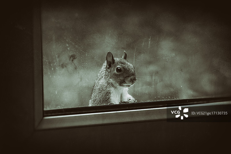 窗台上兔子的特写图片素材