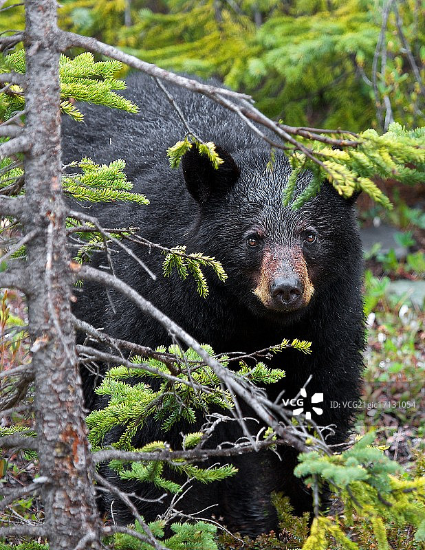 美国西黄石镇图片素材