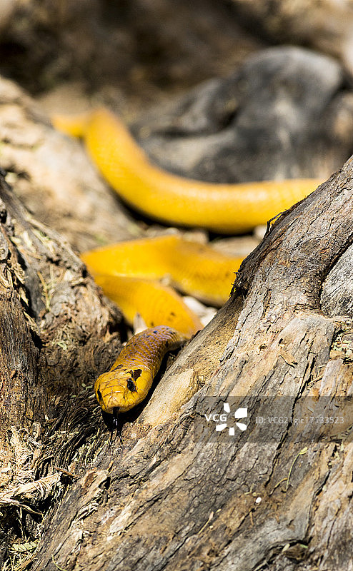 颈棱蛇图片素材