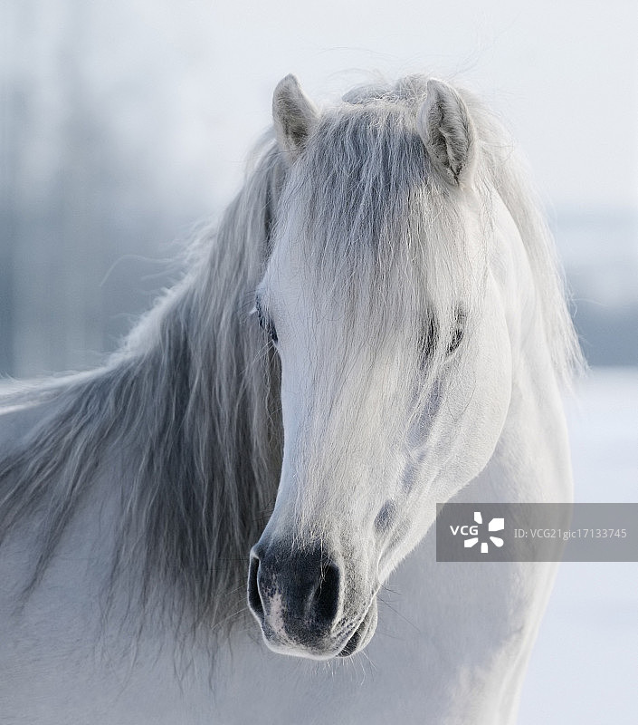 白色威尔士小马图片素材