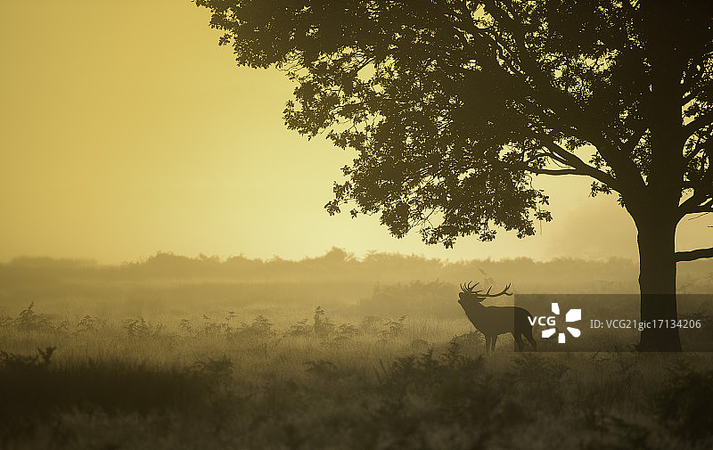红鹿咆哮图片素材