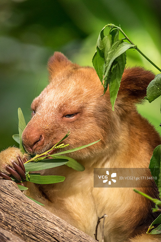 树袋鼠图片素材