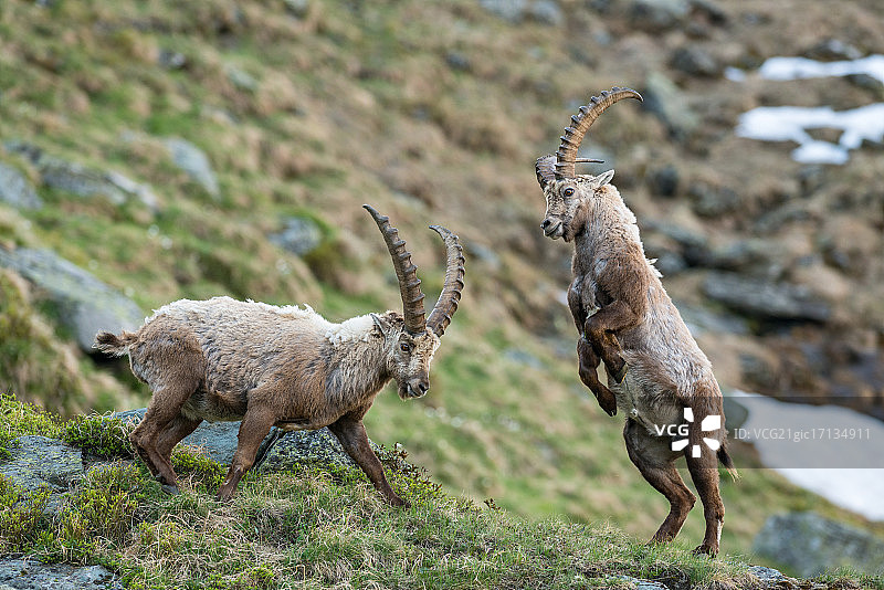 一对北山羊打架图片素材