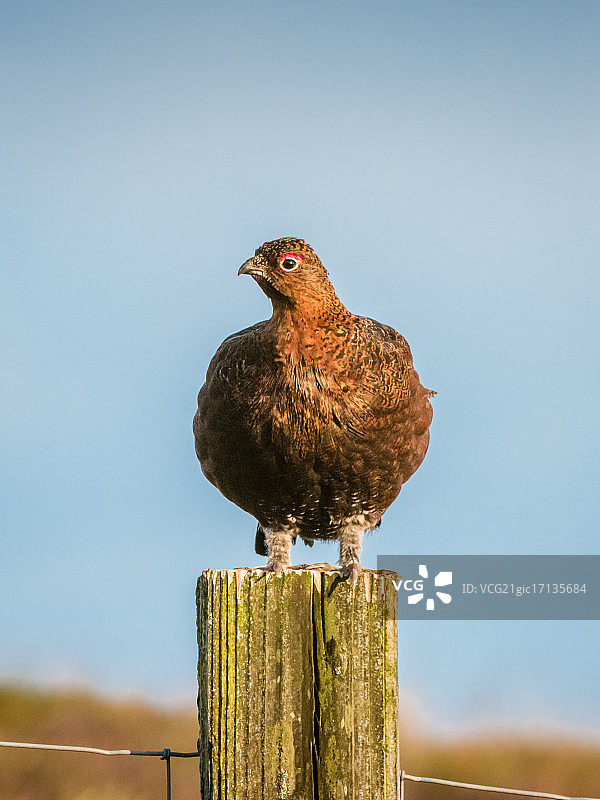 栖息在栅栏柱上的鸡图片素材