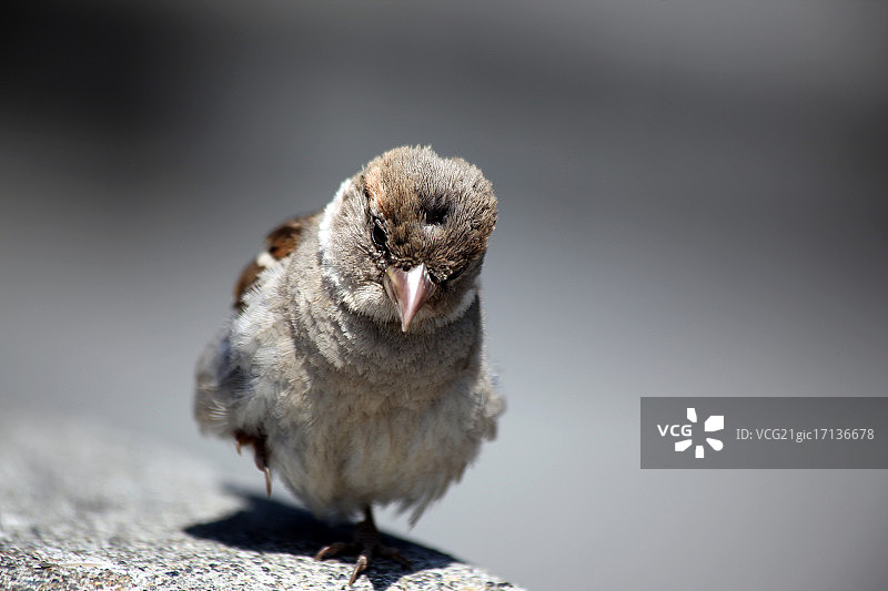 鸟，华盛顿州柯克兰码头图片素材