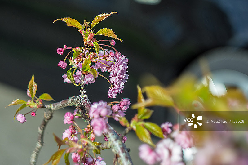 幼树上的花图片素材