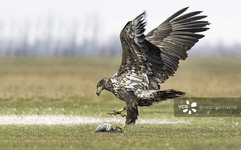 白尾鹰图片素材