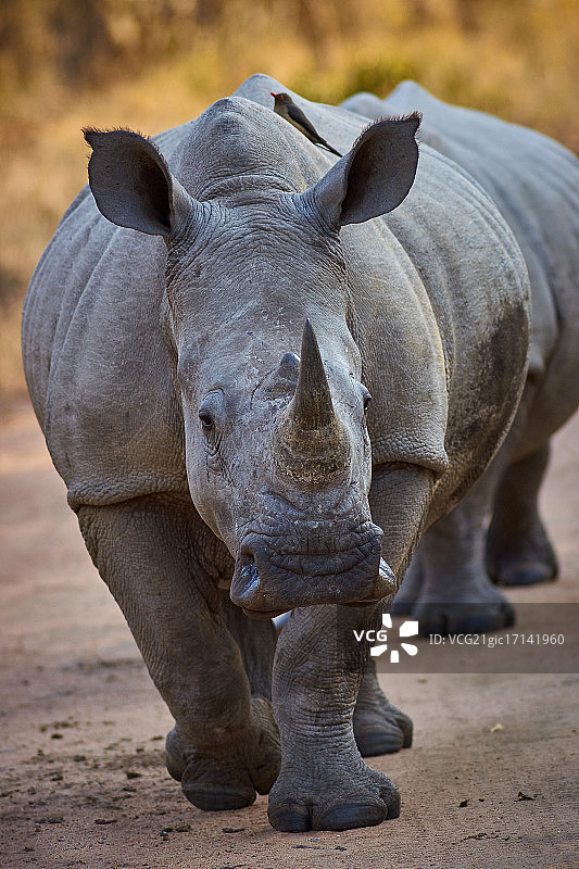 卡帕马的小犀牛图片素材