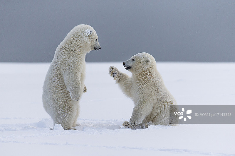 北极熊图片素材
