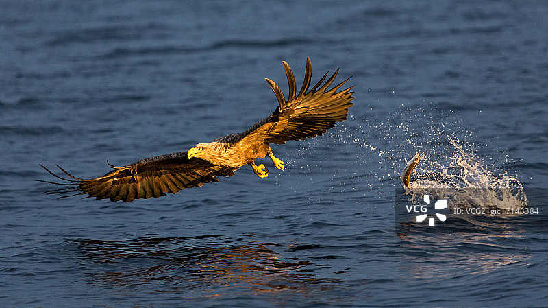 正在搏斗的白尾海雕图片素材
