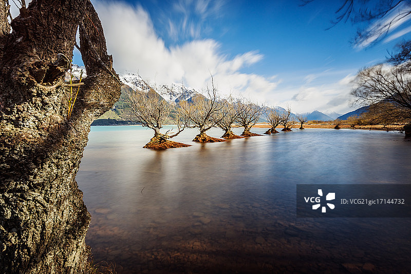 格林诺奇柳树新西兰图片素材