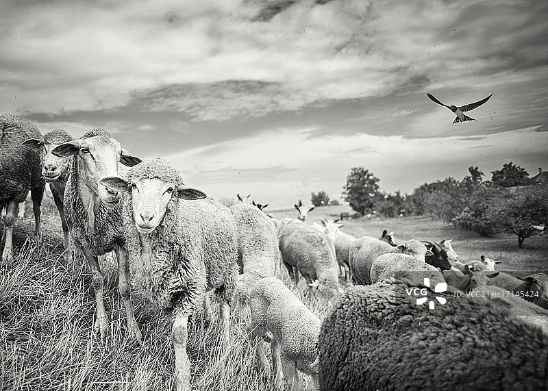在羊群中图片素材