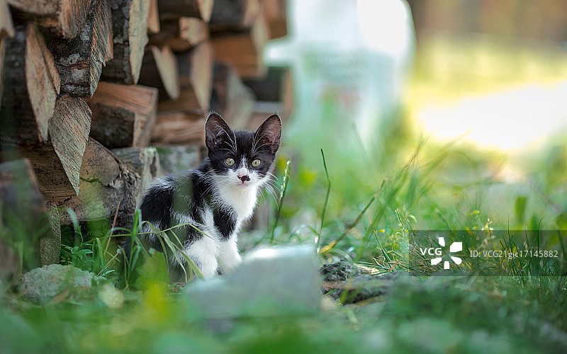 凯蒂猫！图片素材